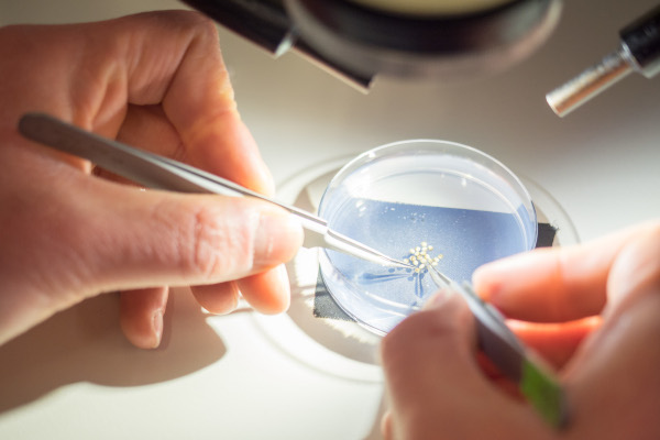 Symbolfoto Differenzierungsvermögen